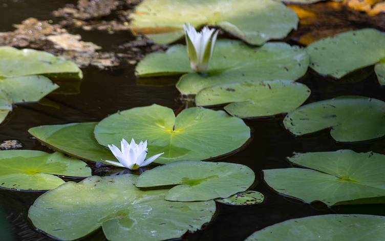 Türkiye’nin en büyük tek parça subasar ormanı 19